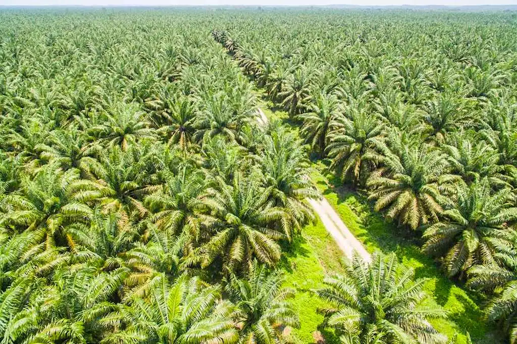 Lush oil palm plantation